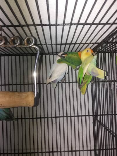 Lovebird beautiful pair dicino&parblue ophline