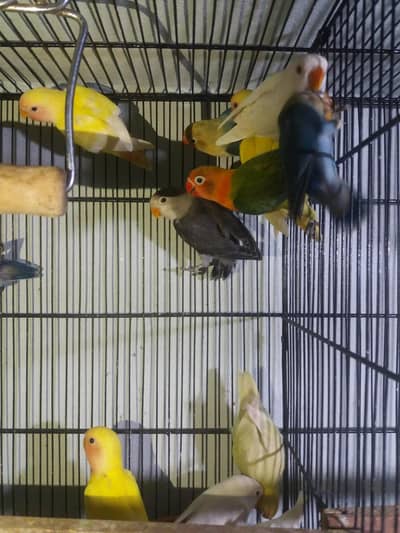 22 peaces lovebirds beautiful peace