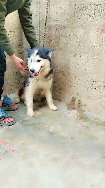 Pure Siberian Husky Woolly Coat Pair (Male & Female)|Pedigree |Healthy