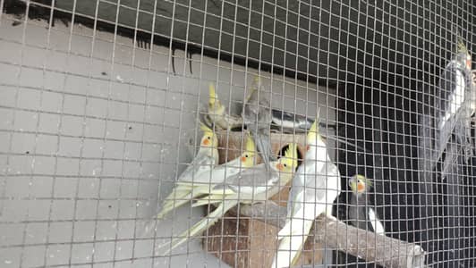 cocktail and bujries