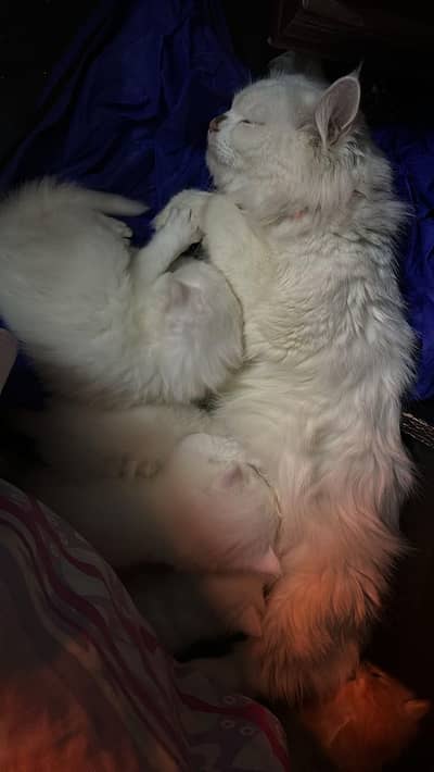 Persian Cat For Sale