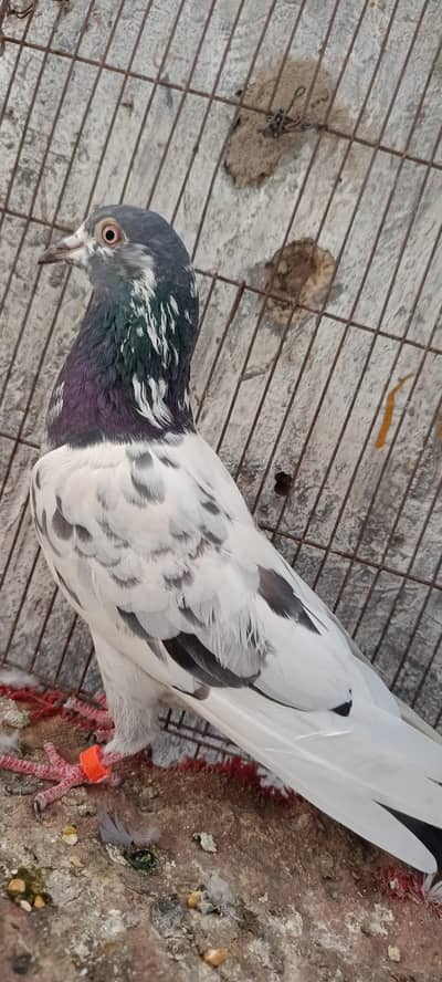 male female perwazi breadar pigeon for sell . 2000 per.