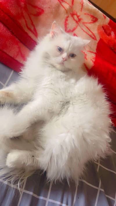 blue eye triple coat Persian male