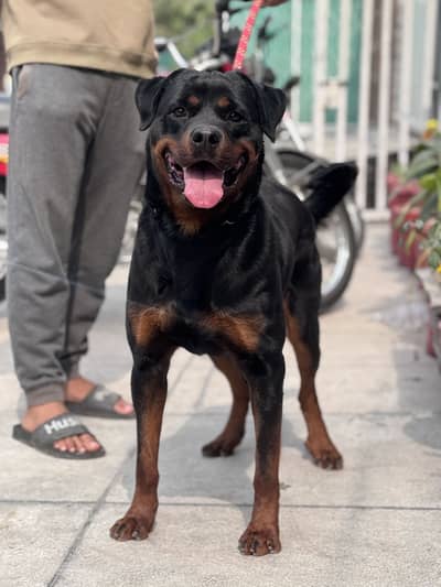 Rottweiler Male for Stud