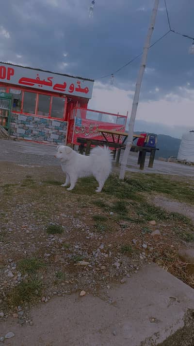 Russian dog with long hairs for sell