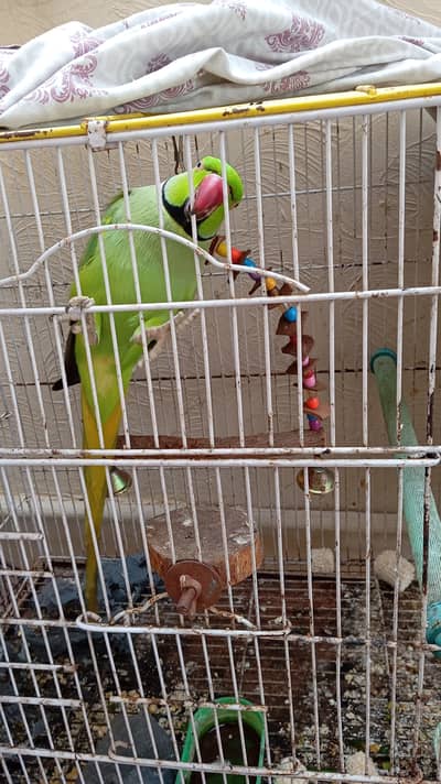 I want sell my Ring neck parrot