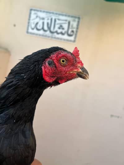 quality Mushki dbl body Madi