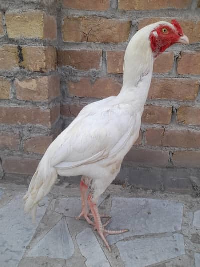 aseel heera patha for sale