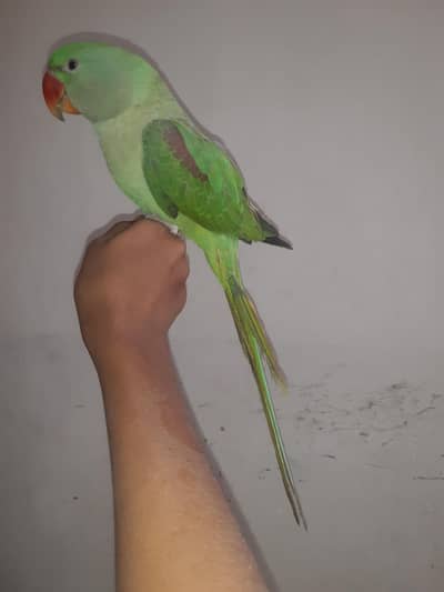 tame parrot