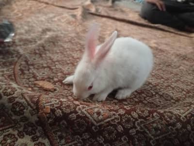 rabbit baby