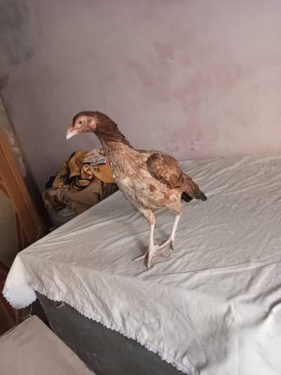 amroha female for urgent sale