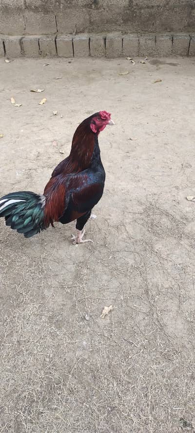 Aseel rooster for sell