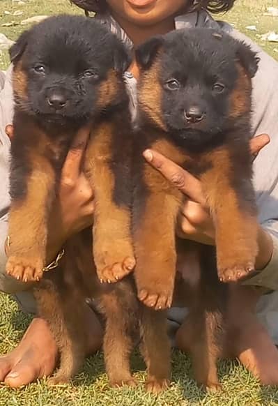 German Shepherd puppies for sale