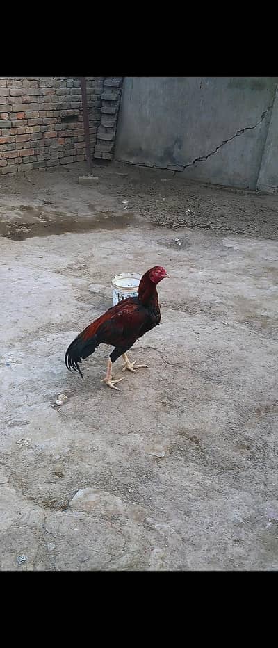 Aseel murga 03096849690