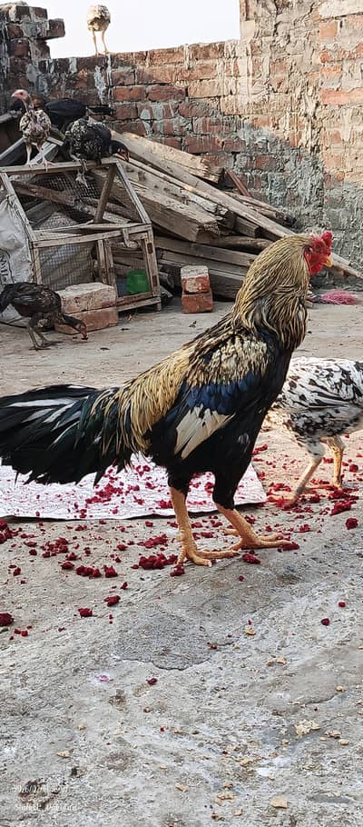 Pakistani Aseel pair