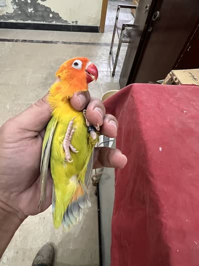 Parblue split opline palefellow and green opline palfellow males