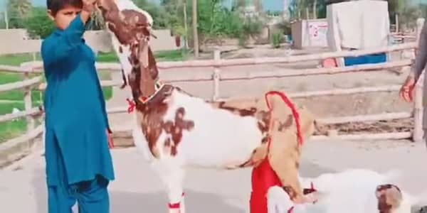 3 Bacchon Ka Sath Desi Bakri For Sale/ 03102718718