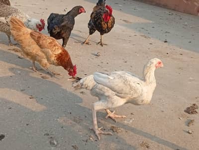 15 Chikens for Sale Mix Aseel and Desi