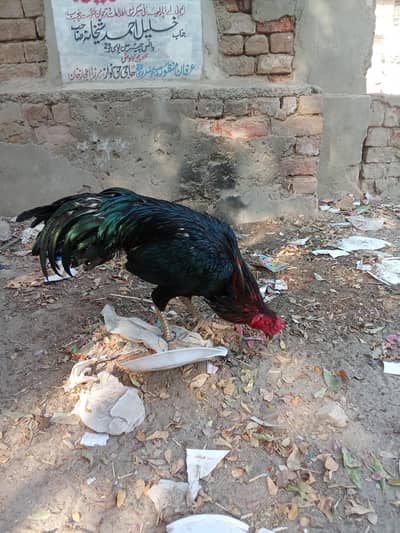 Aseel mushka mushki pair for sale