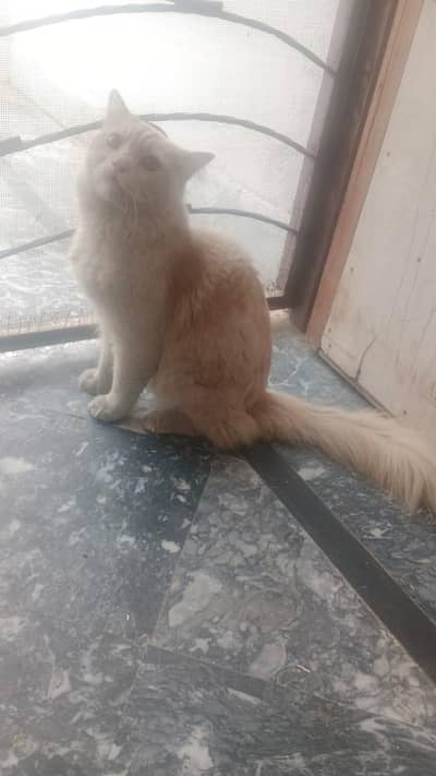one year male Persian cat triple coated for sale