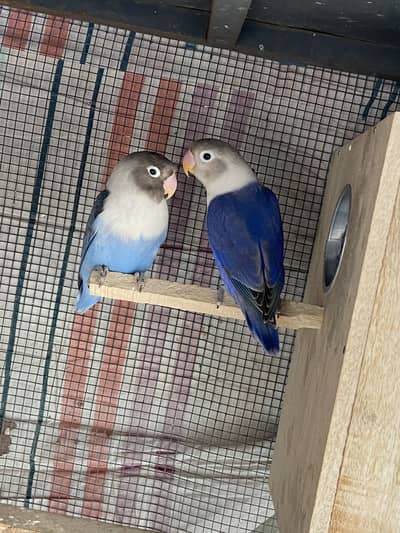 Parsanata pair for sale jis bhai na lena kum ho jai ga