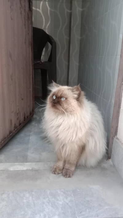 Green town, Faisalabad