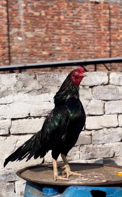 Aseelmurga 03041979402