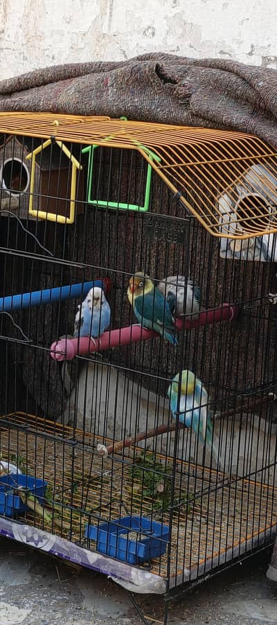 2 Pair lovebirds with 2 buddies