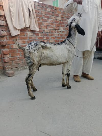 Desi bakri
