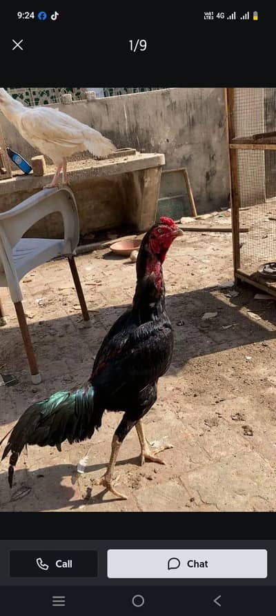 gutanteed pathy available