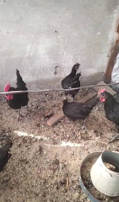 austrolop hen age 3 months 4+1