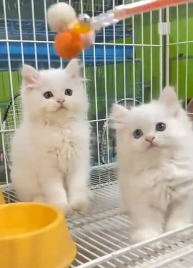 Persian Cats & Kittens for Sale may WhatsApp 03493839133