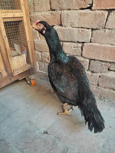 Miawali Aseel murgi  available