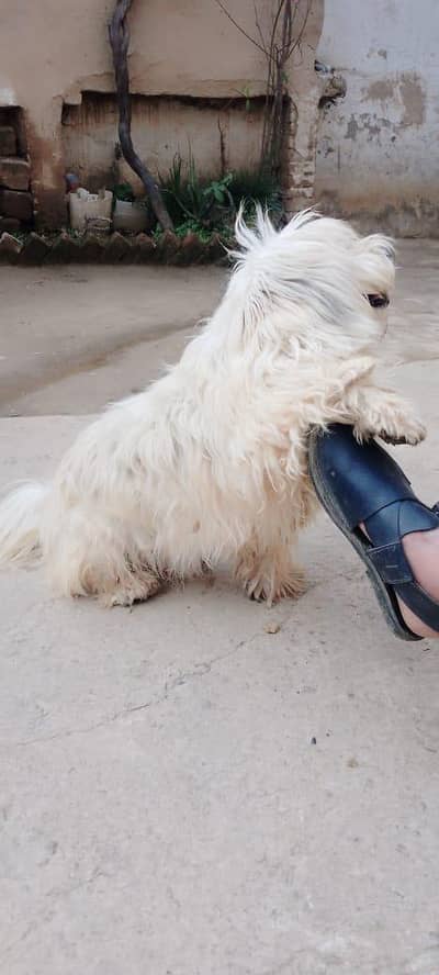 haltay and flay full dog  for sale