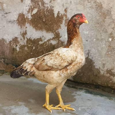 Male Female bacho wali maadi 03143571773