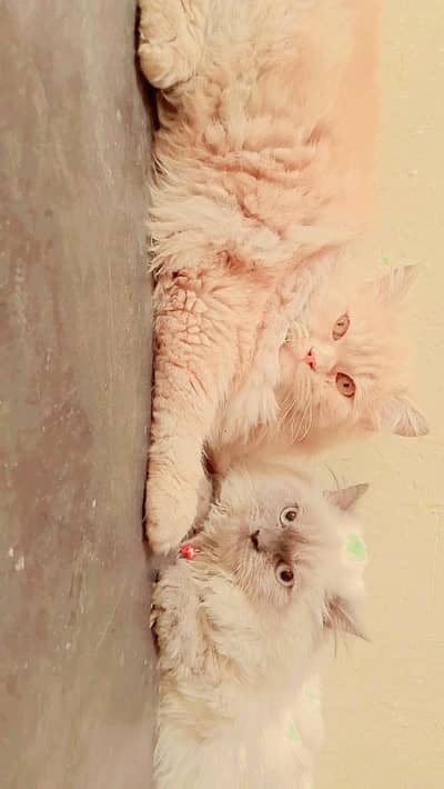 cute pair 12000 singal 7000 very active 03262647507