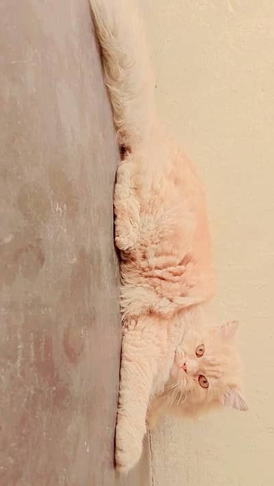 persion male very healthy play ful 03262647507