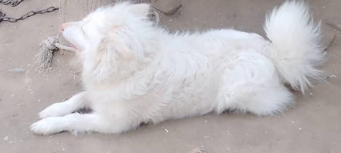 haltay and flay full dog for sale