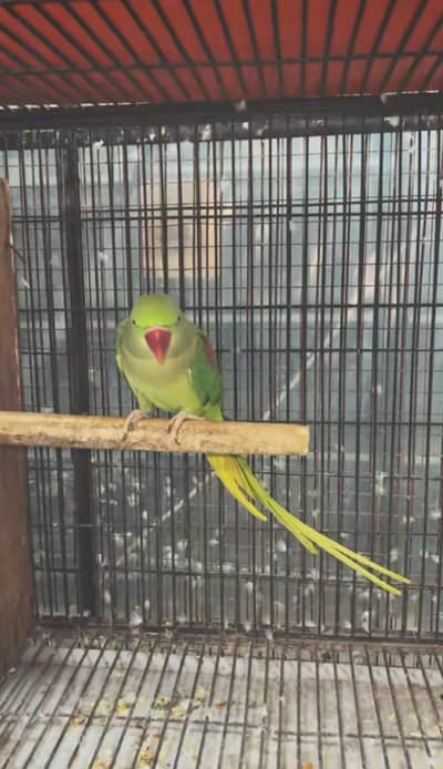 Raw Talking Breader femail