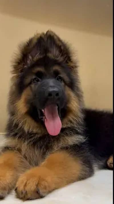 German Shepherdb 03262839519