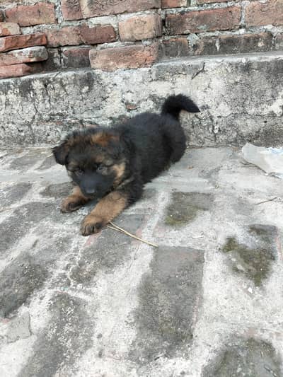 Pure German shepherd