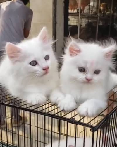 Persian Cats & Kittens for Sale may WhatsApp 03493839133