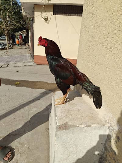 Aseel quality breader