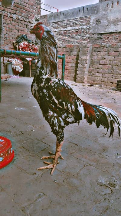 aseel murga for sale