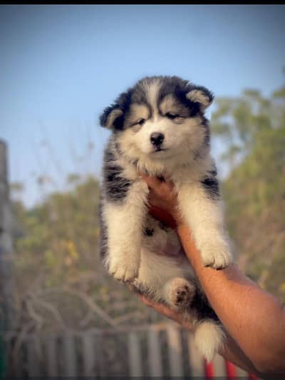 different breeds puppies and dogs available for sale