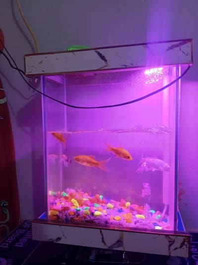 5 fish only 1mont use  bilkoul saf h