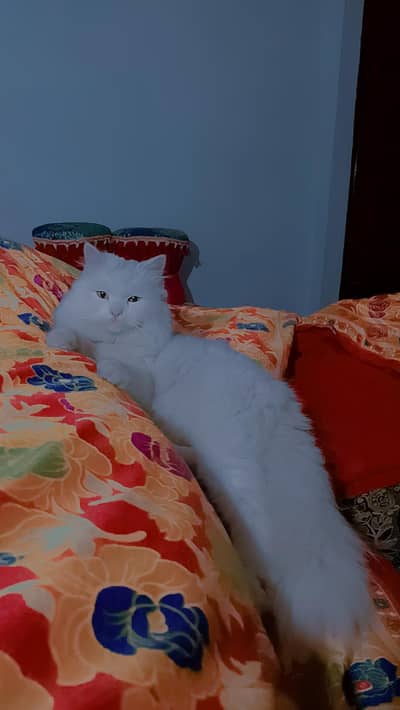 Russian cat for sale