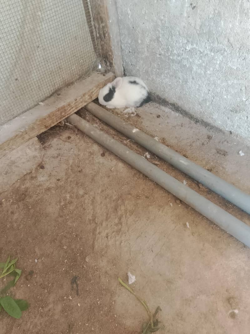 rabbit 2
