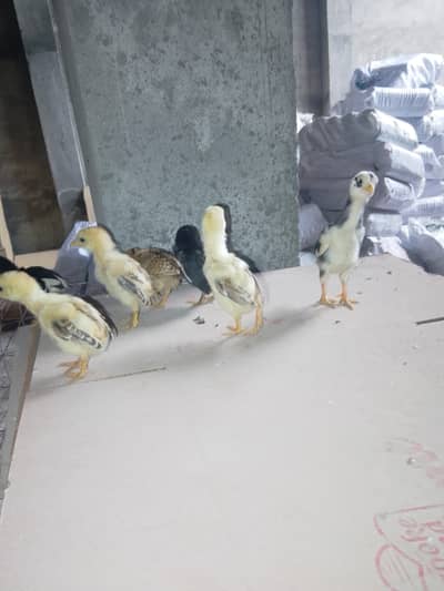 aseel chickes what's app o3o56994875