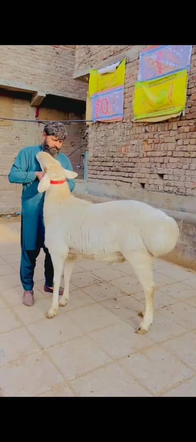 High quality livestock animals